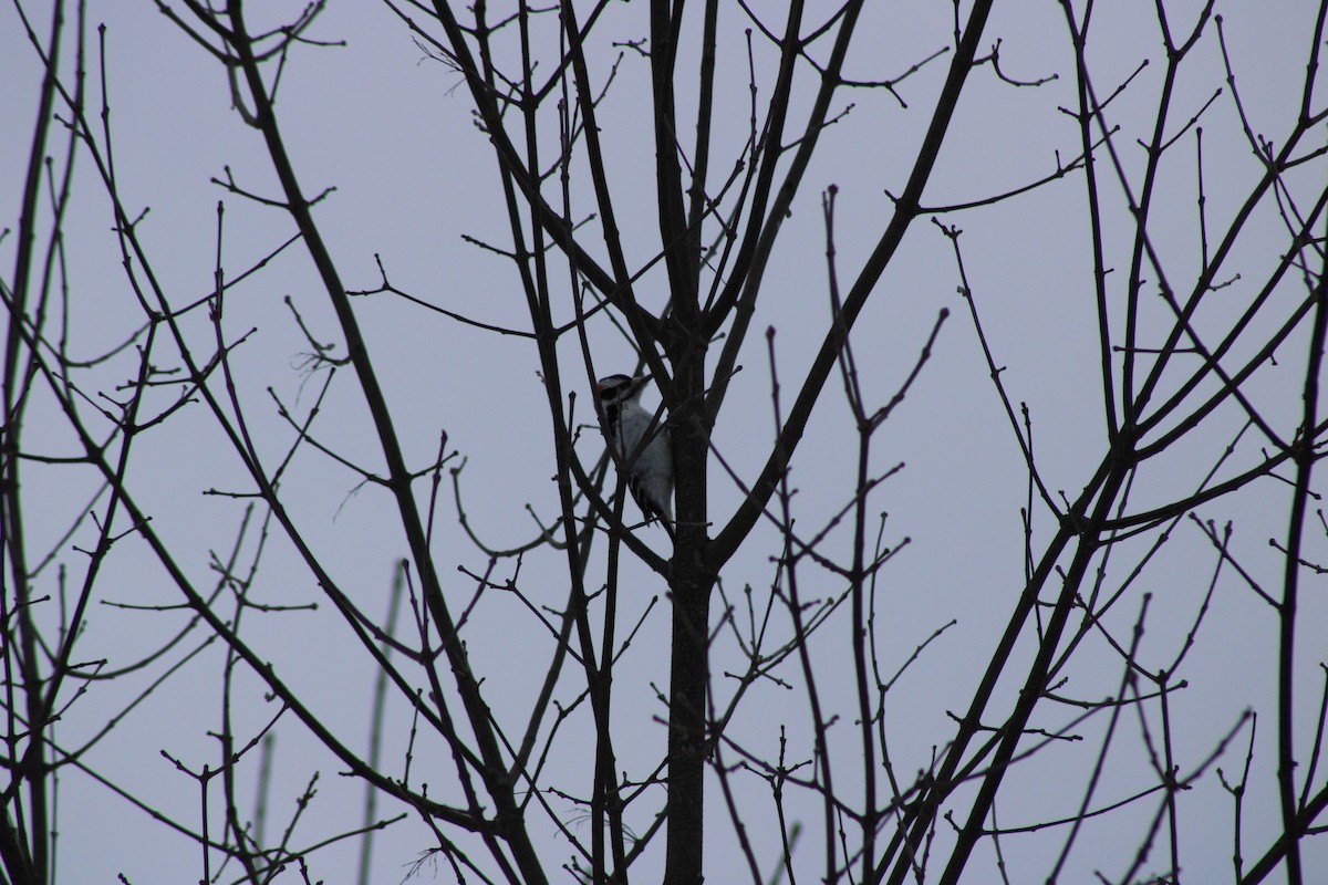 Hairy Woodpecker - ML647735665