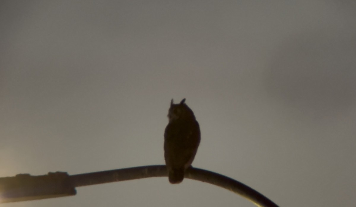 Great Horned Owl - ML647735666