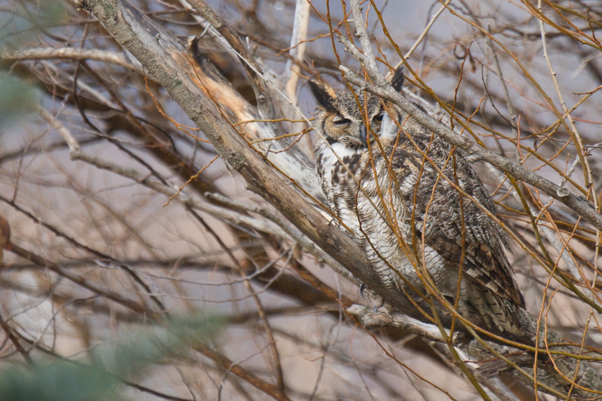 Great Horned Owl - ML647735667