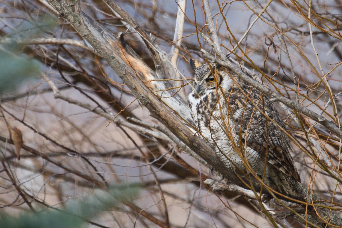 Great Horned Owl - ML647735669