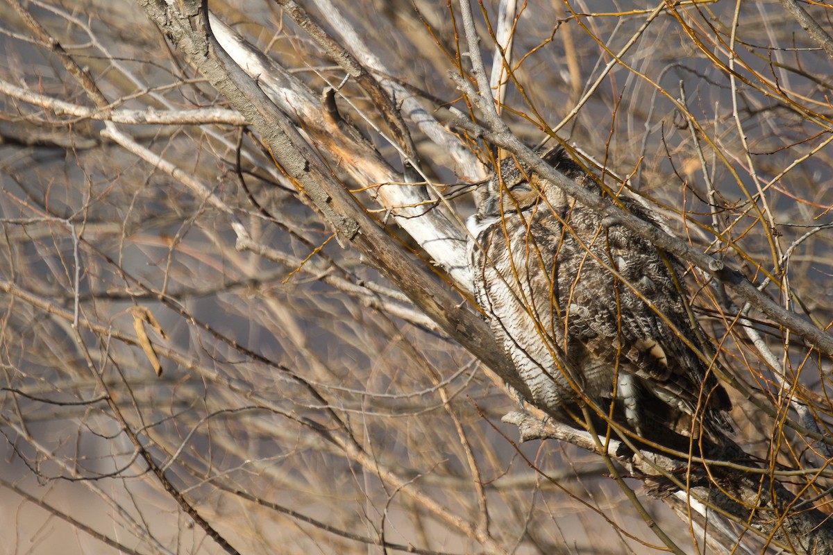 Great Horned Owl - ML647735670