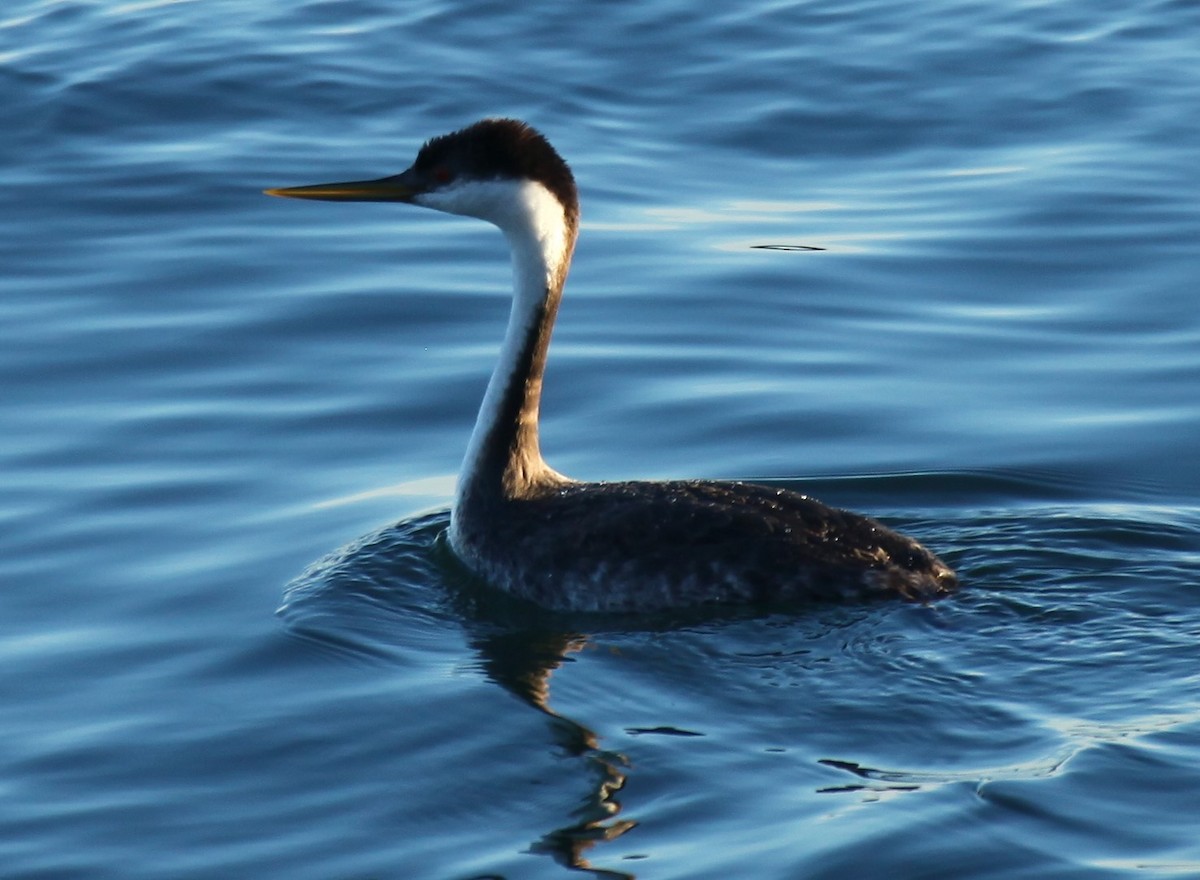 Western Grebe - ML647735672