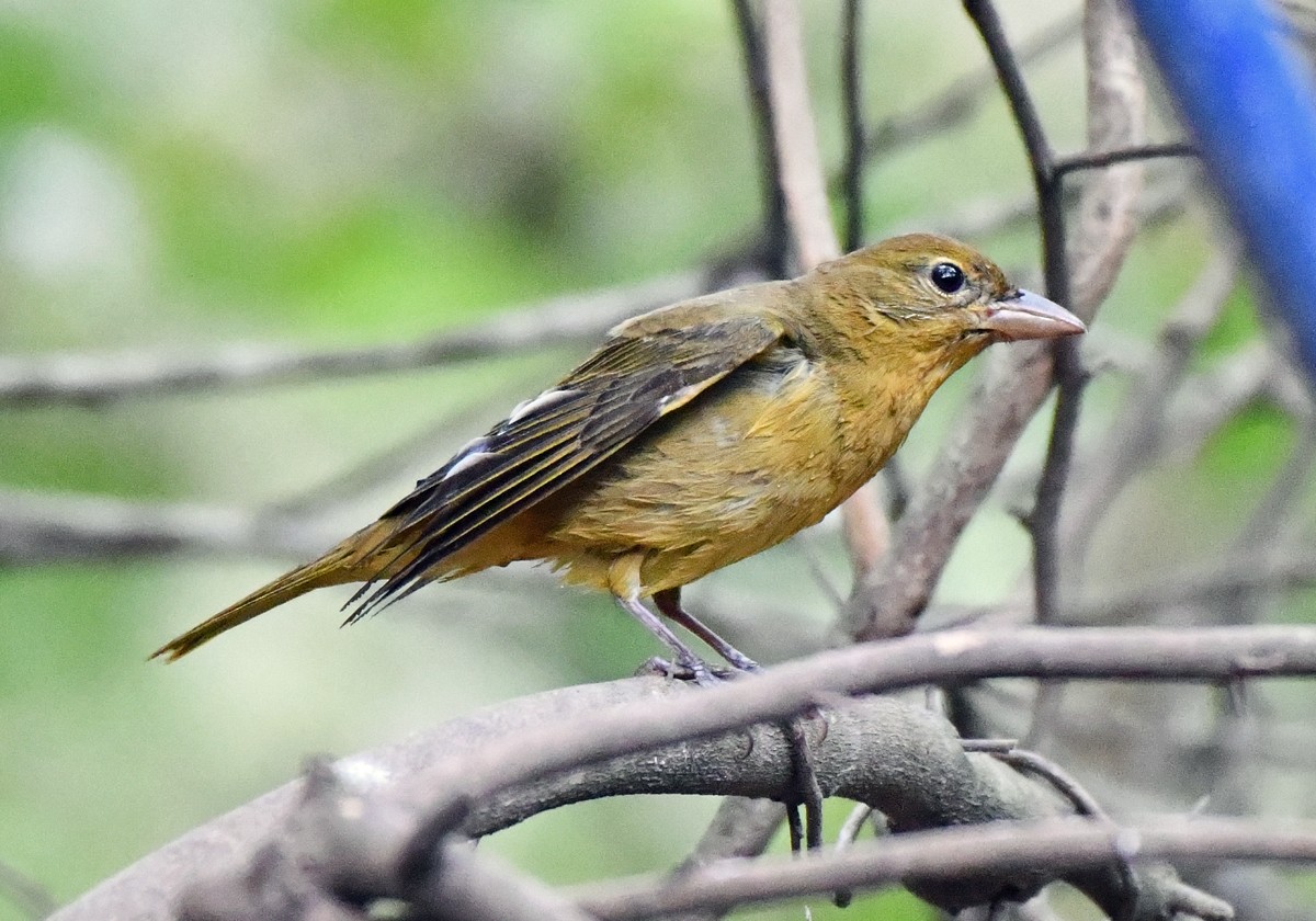 Summer Tanager - ML647735673