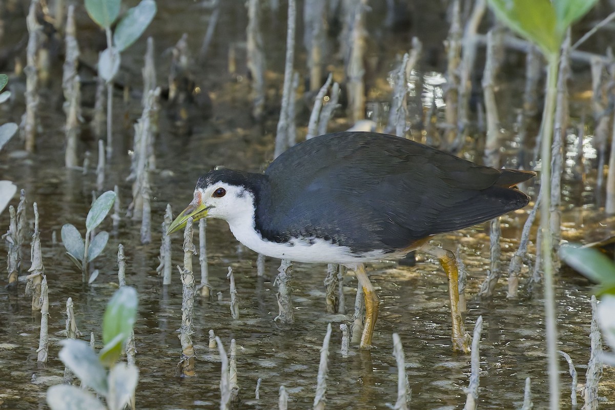 White-breasted Waterhen - ML647735674