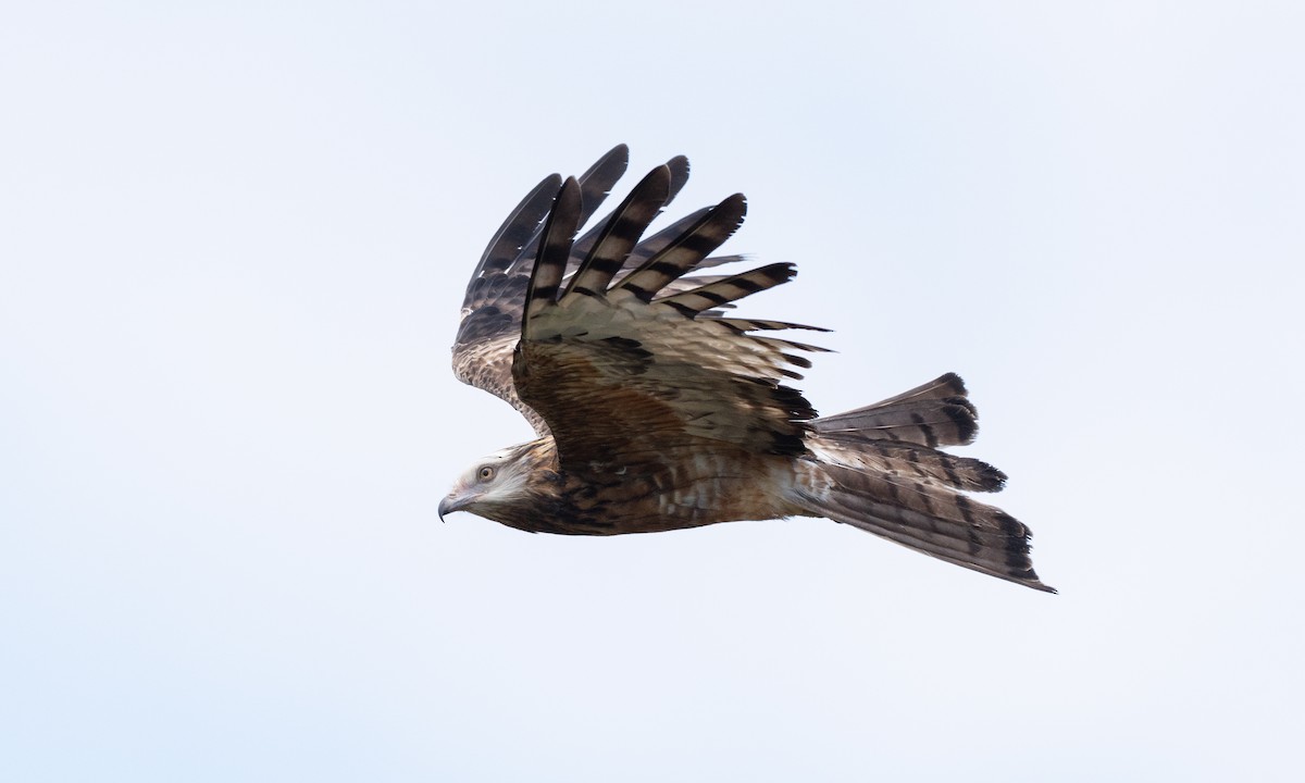 Square-tailed Kite - ML647735675
