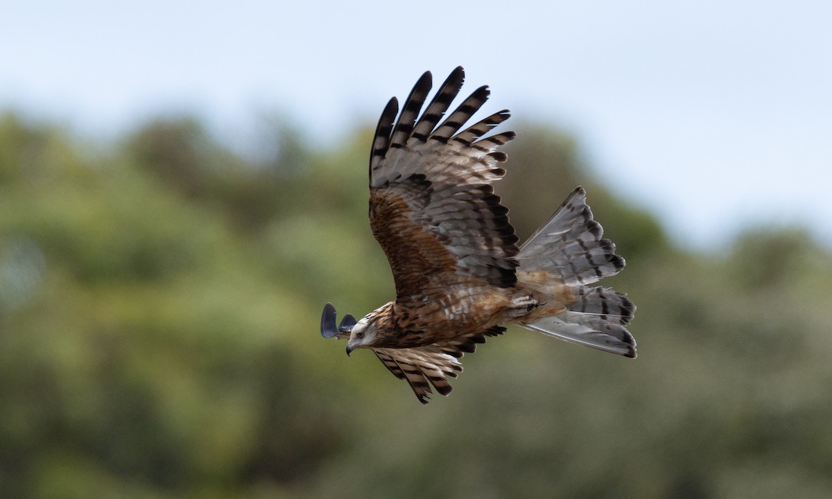 Milano Colicuadrado - ML647735676