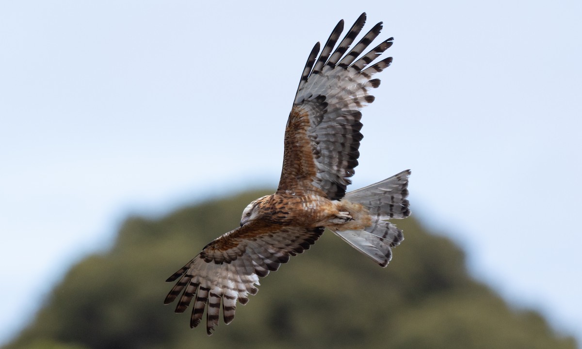 Milano Colicuadrado - ML647735677