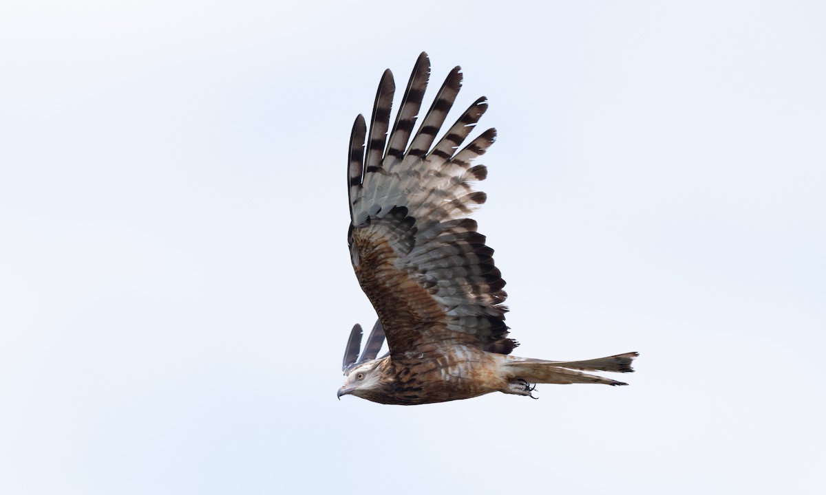 Square-tailed Kite - ML647735678