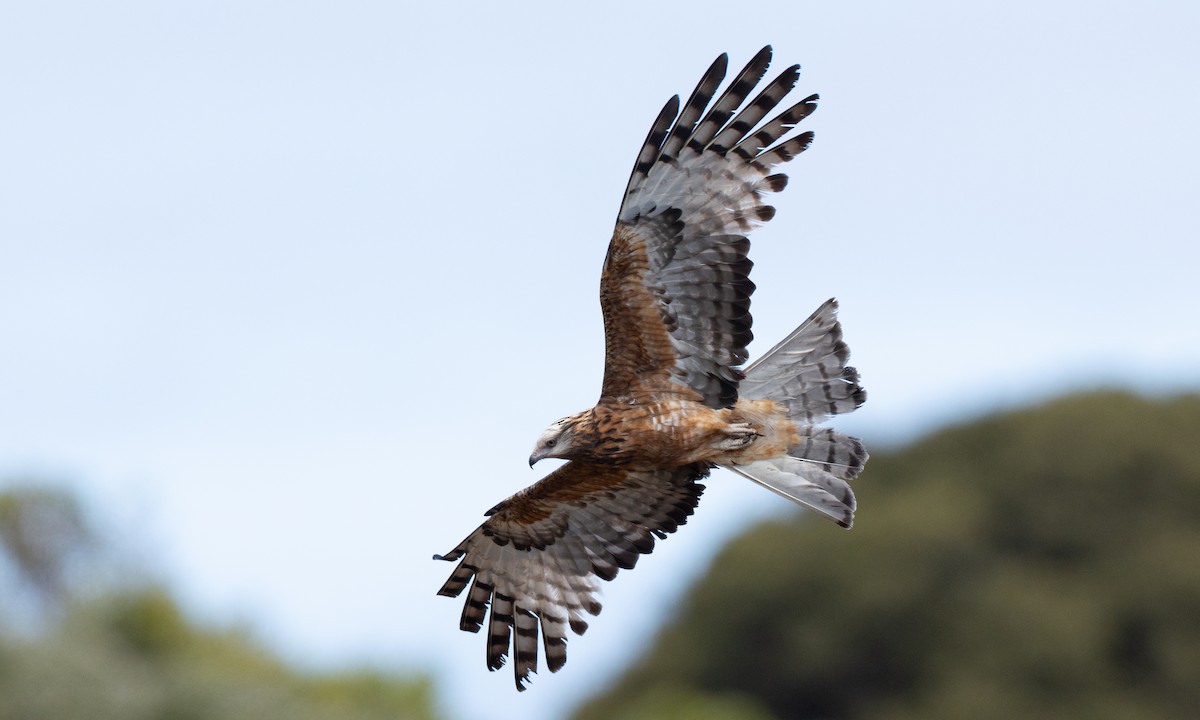 Milano Colicuadrado - ML647735679