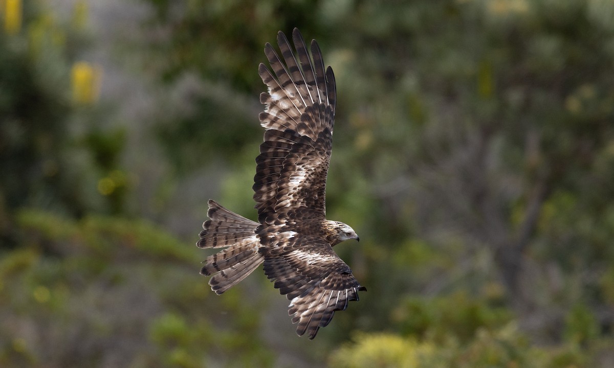 Milano Colicuadrado - ML647735681