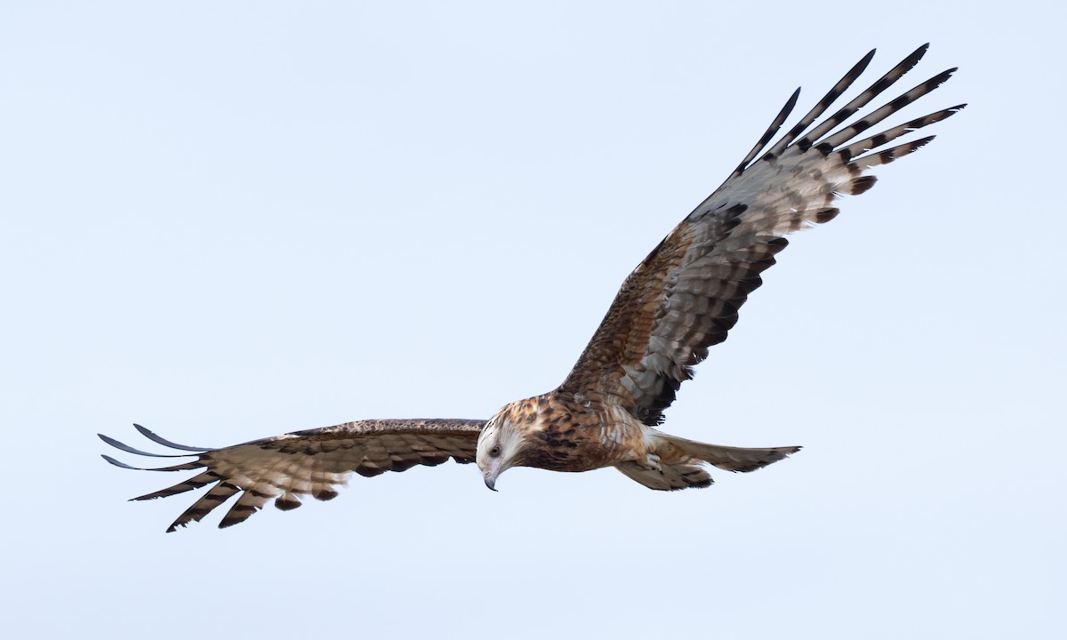 Milano Colicuadrado - ML647735682