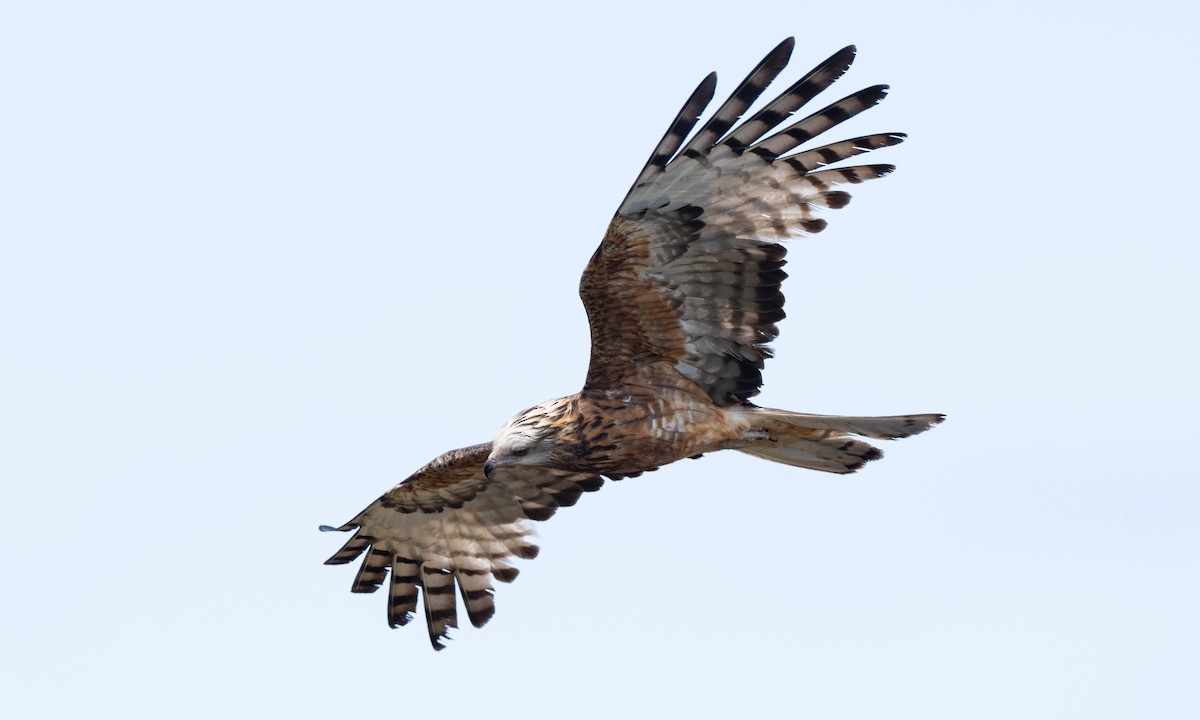 Milano Colicuadrado - ML647735683