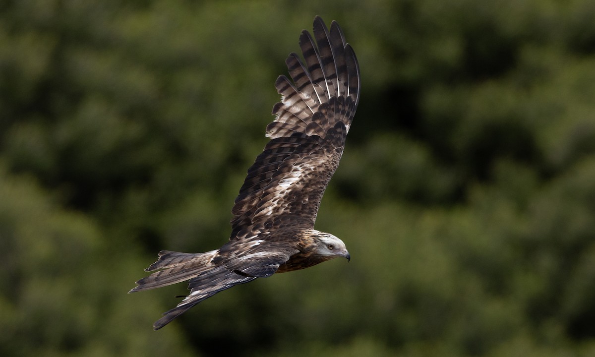 Milano Colicuadrado - ML647735686