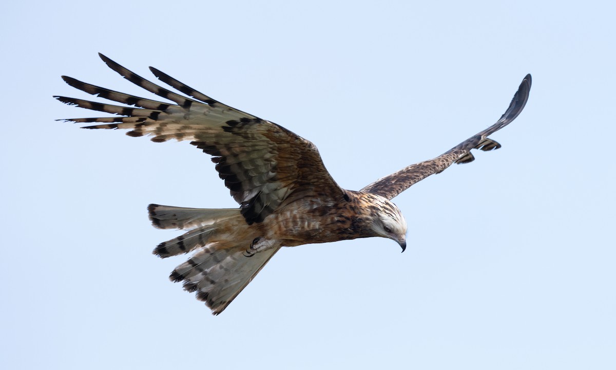 Milano Colicuadrado - ML647735687