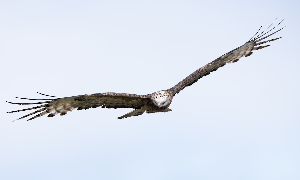 Milano Colicuadrado - ML647735688