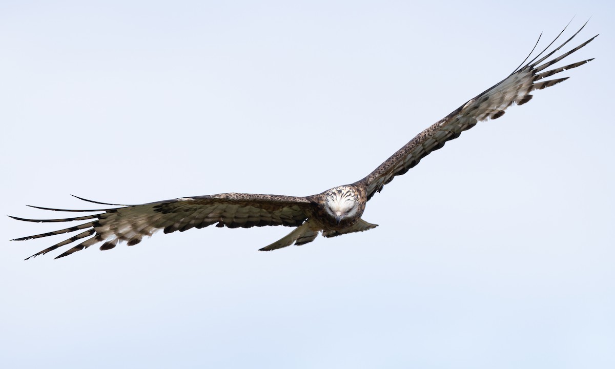 Milano Colicuadrado - ML647735689