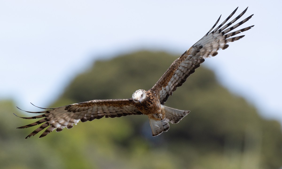 Milano Colicuadrado - ML647735690