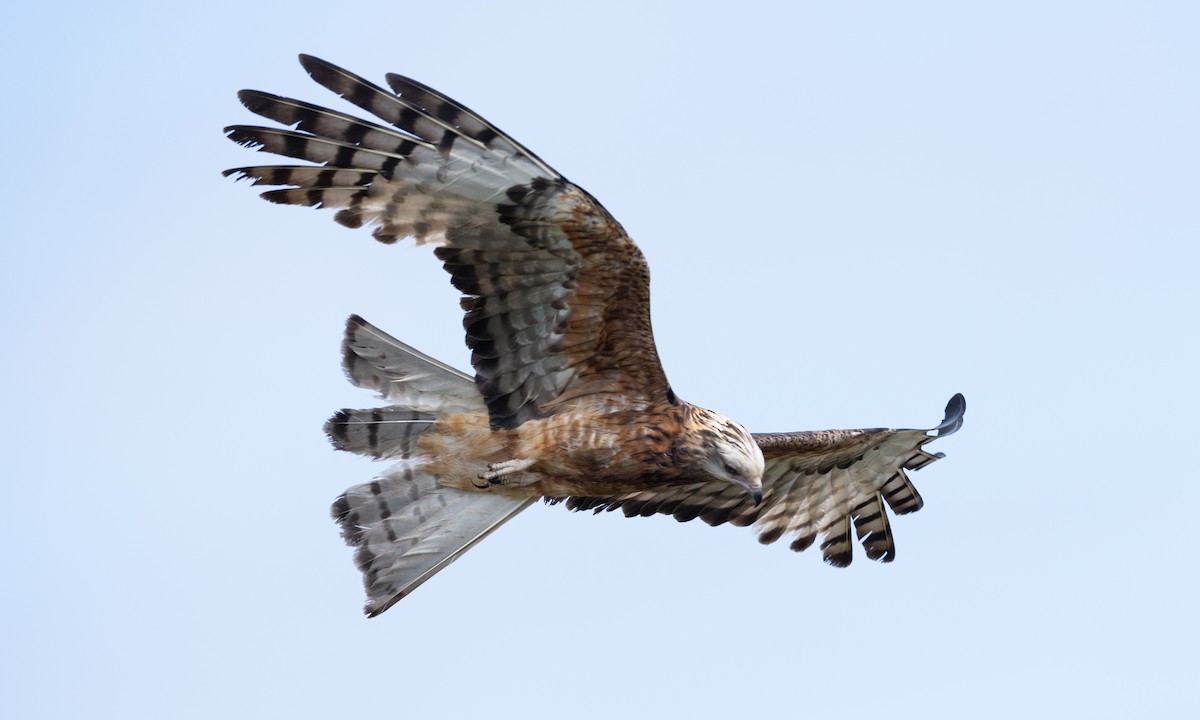 Milano Colicuadrado - ML647735691