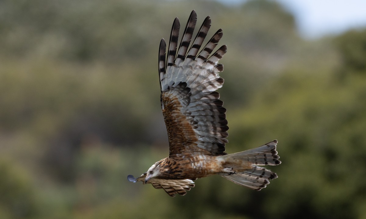 Milano Colicuadrado - ML647735692