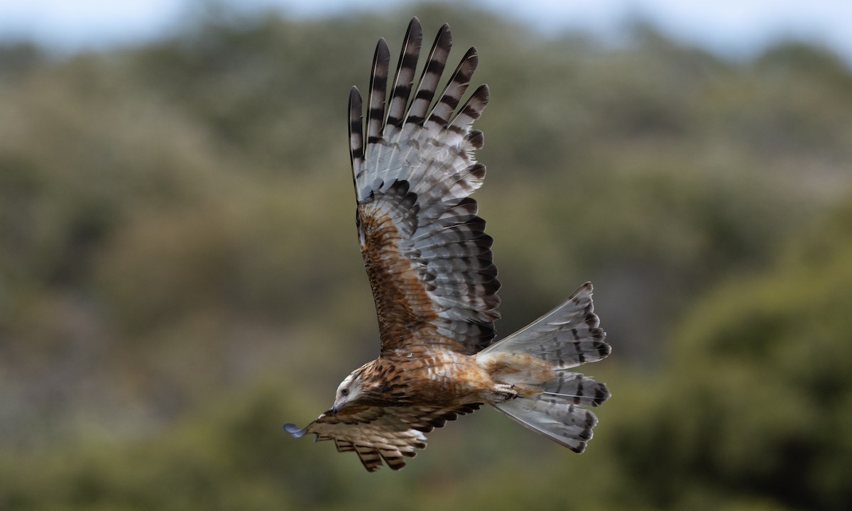 Milano Colicuadrado - ML647735693