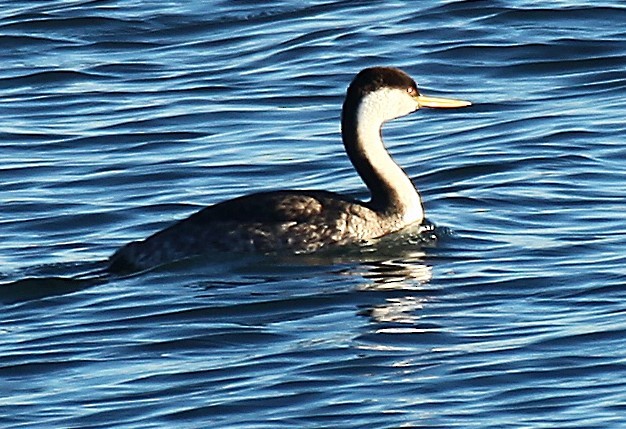 Clark's Grebe - ML647735695