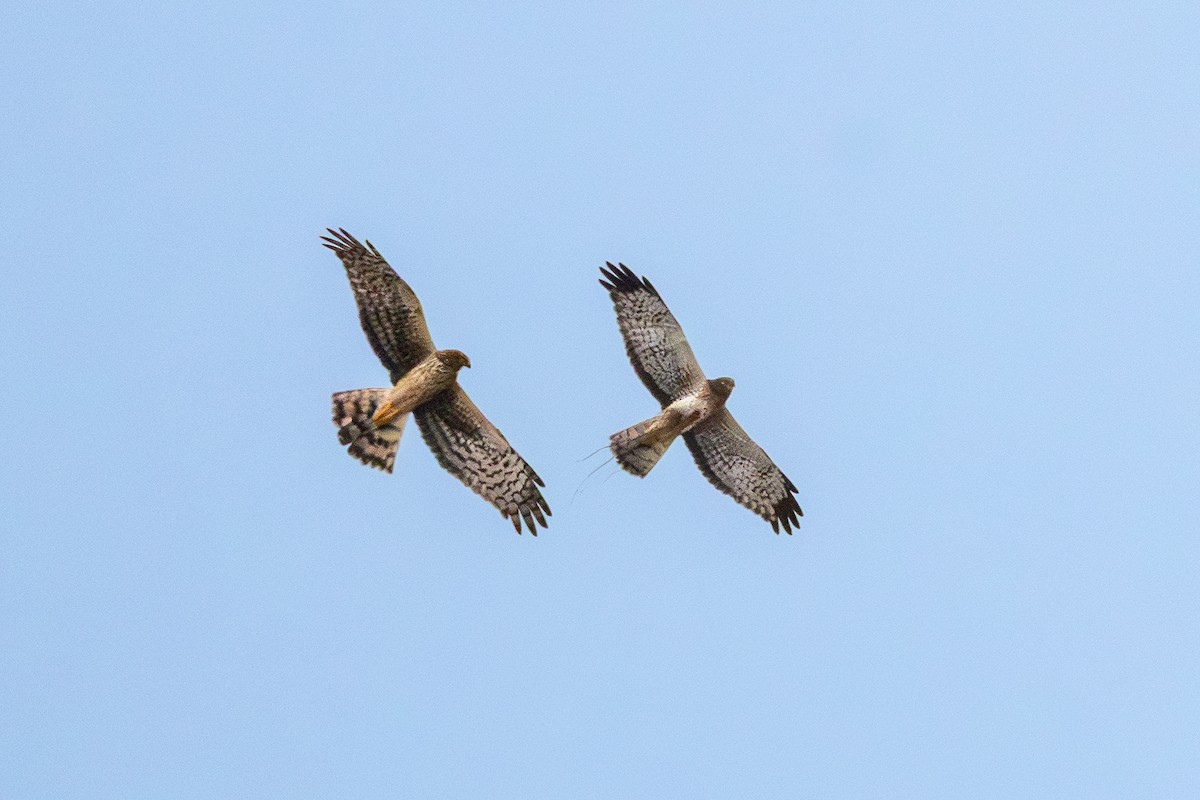 Northern Harrier - ML647735696
