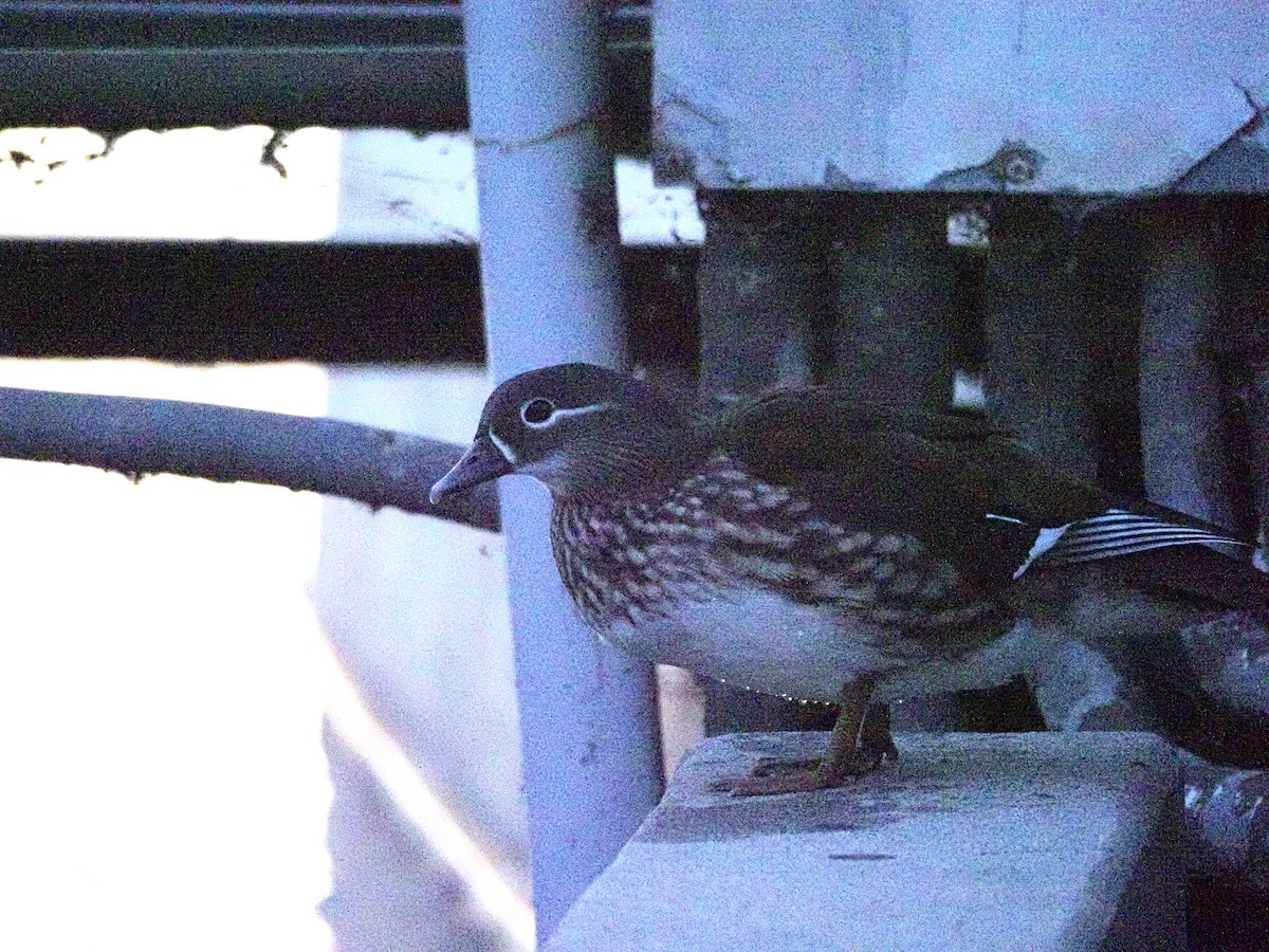 Mandarin Duck - ML647735708