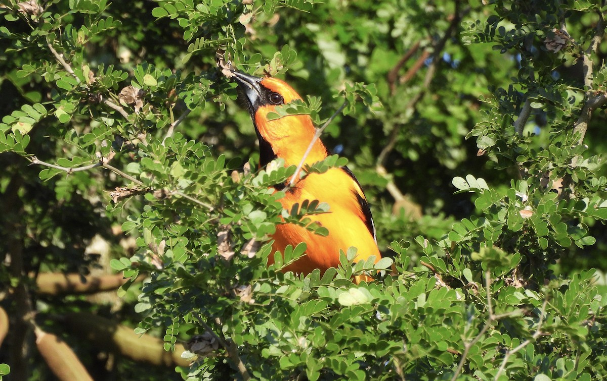 Altamira Oriole - ML647735721