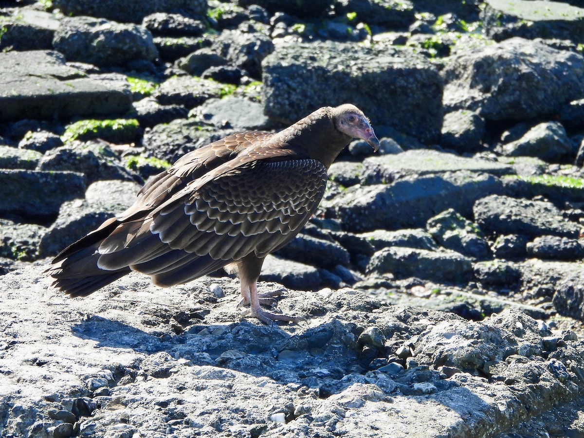 kondor krocanovitý - ML647735756