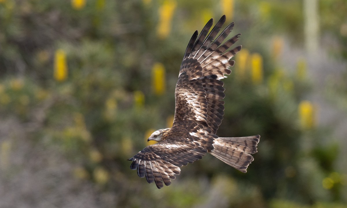 Milano Colicuadrado - ML647735758