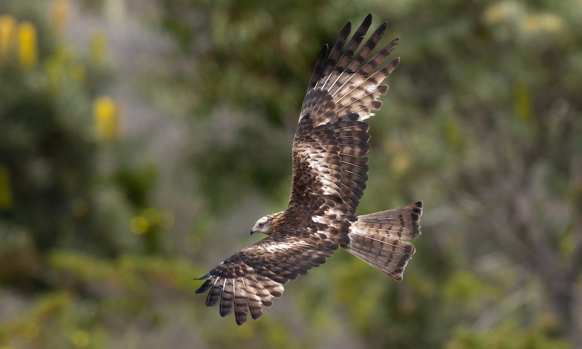 Milano Colicuadrado - ML647735760