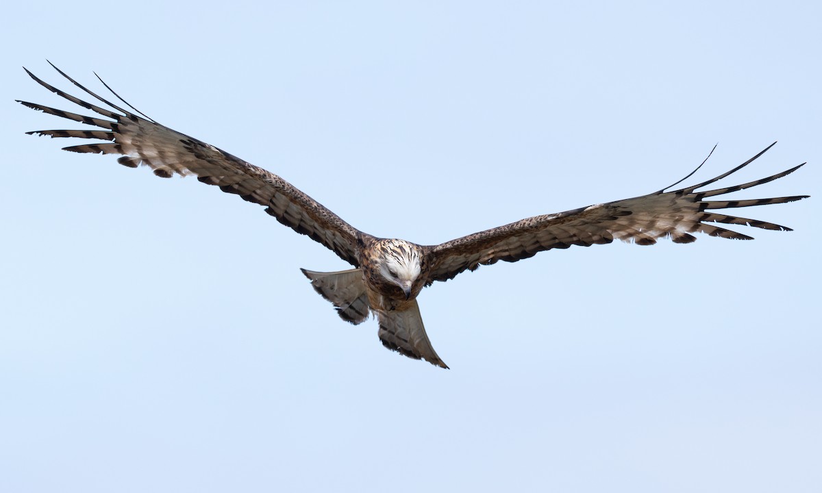 Milano Colicuadrado - ML647735761