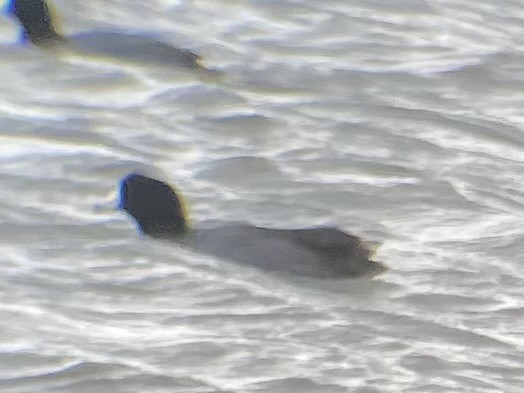 Foulque d'Amérique - ML647735777