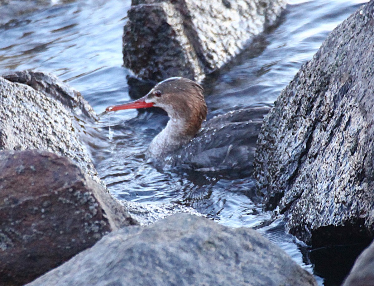 Serreta Mediana - ML647735778