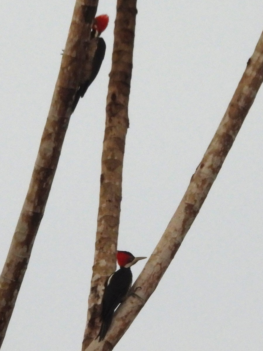 Crimson-crested Woodpecker - ML647735784