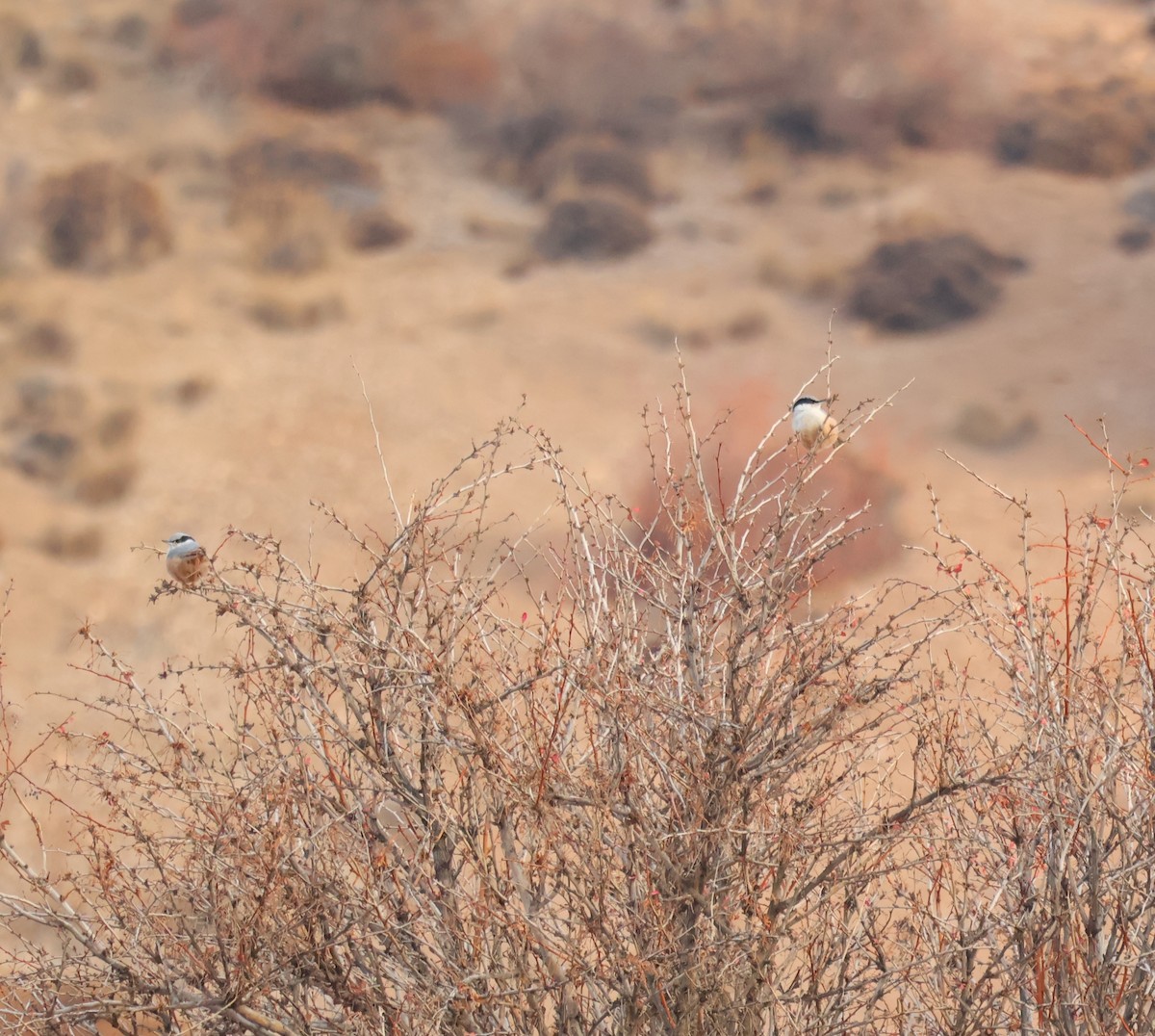 Ekialdeko haitz-garrapoa - ML647735799