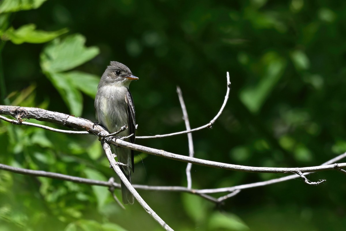 Eastern Wood-Pewee - ML647735801