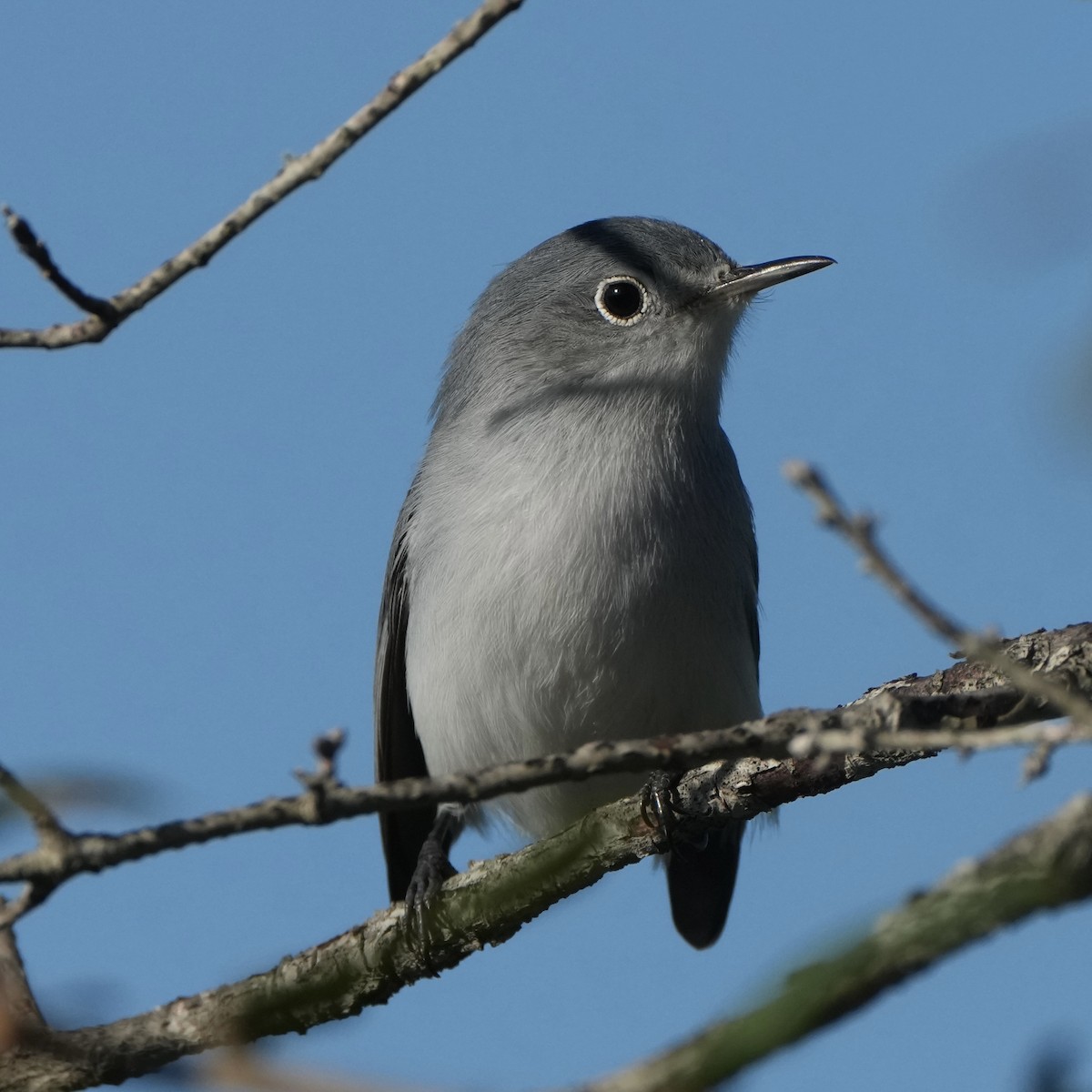 Голубая комароловка - ML647735802