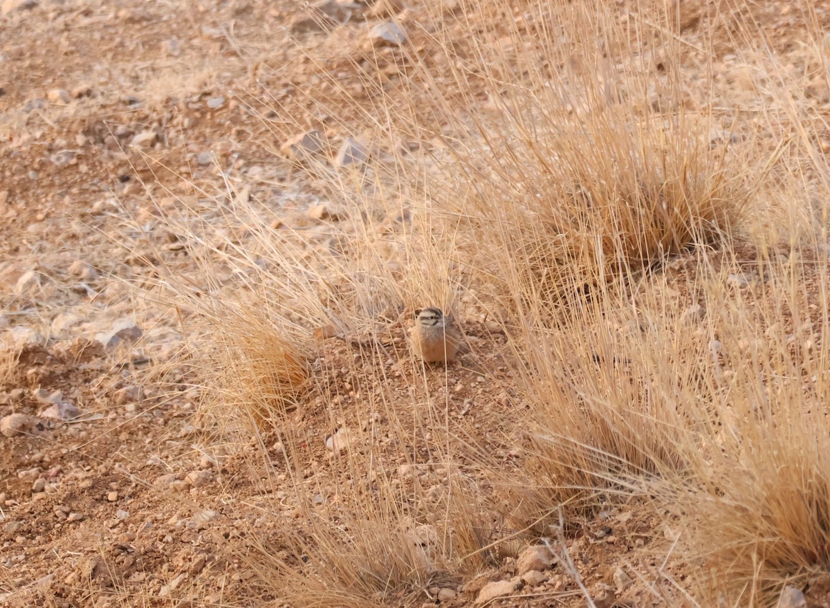 Mendi-berdantza - ML647735807