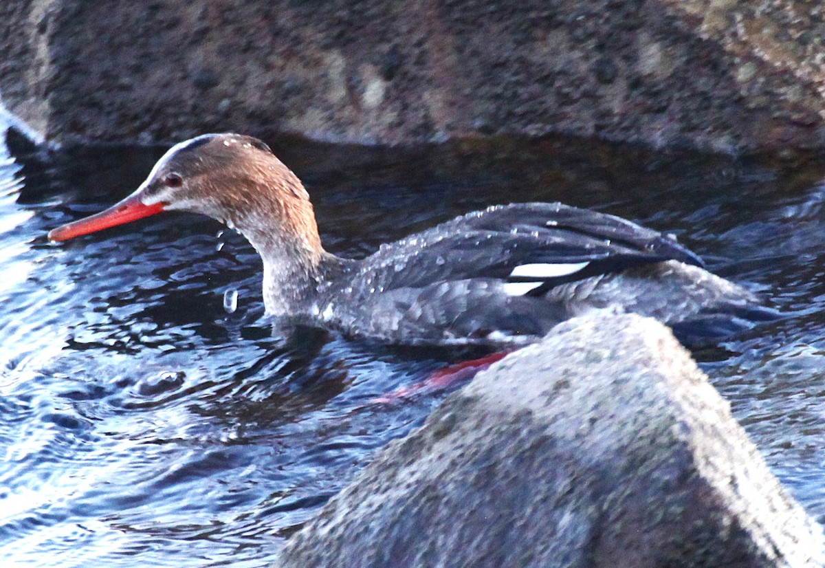 Serreta Mediana - ML647735822