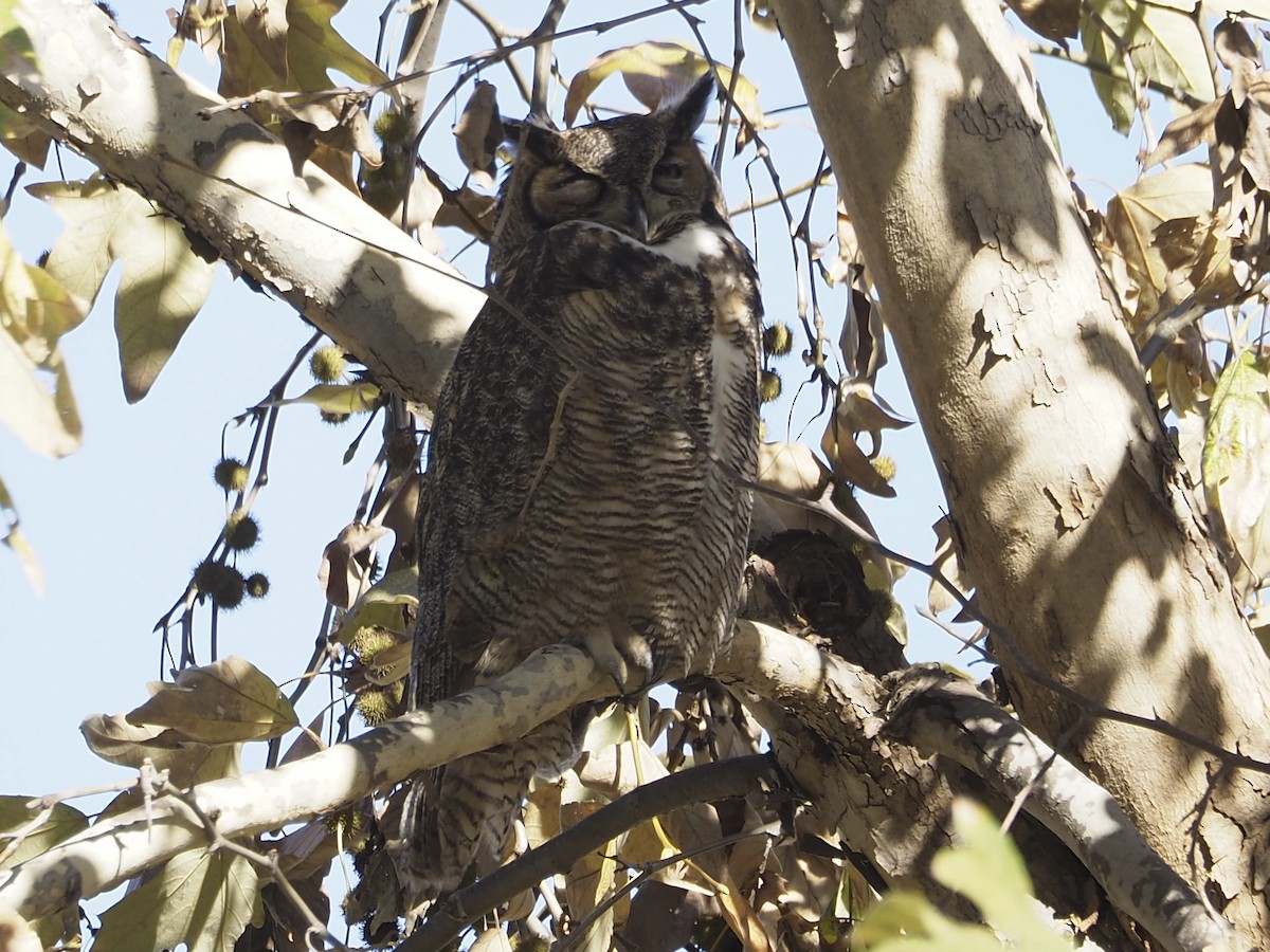 Great Horned Owl - ML647735831
