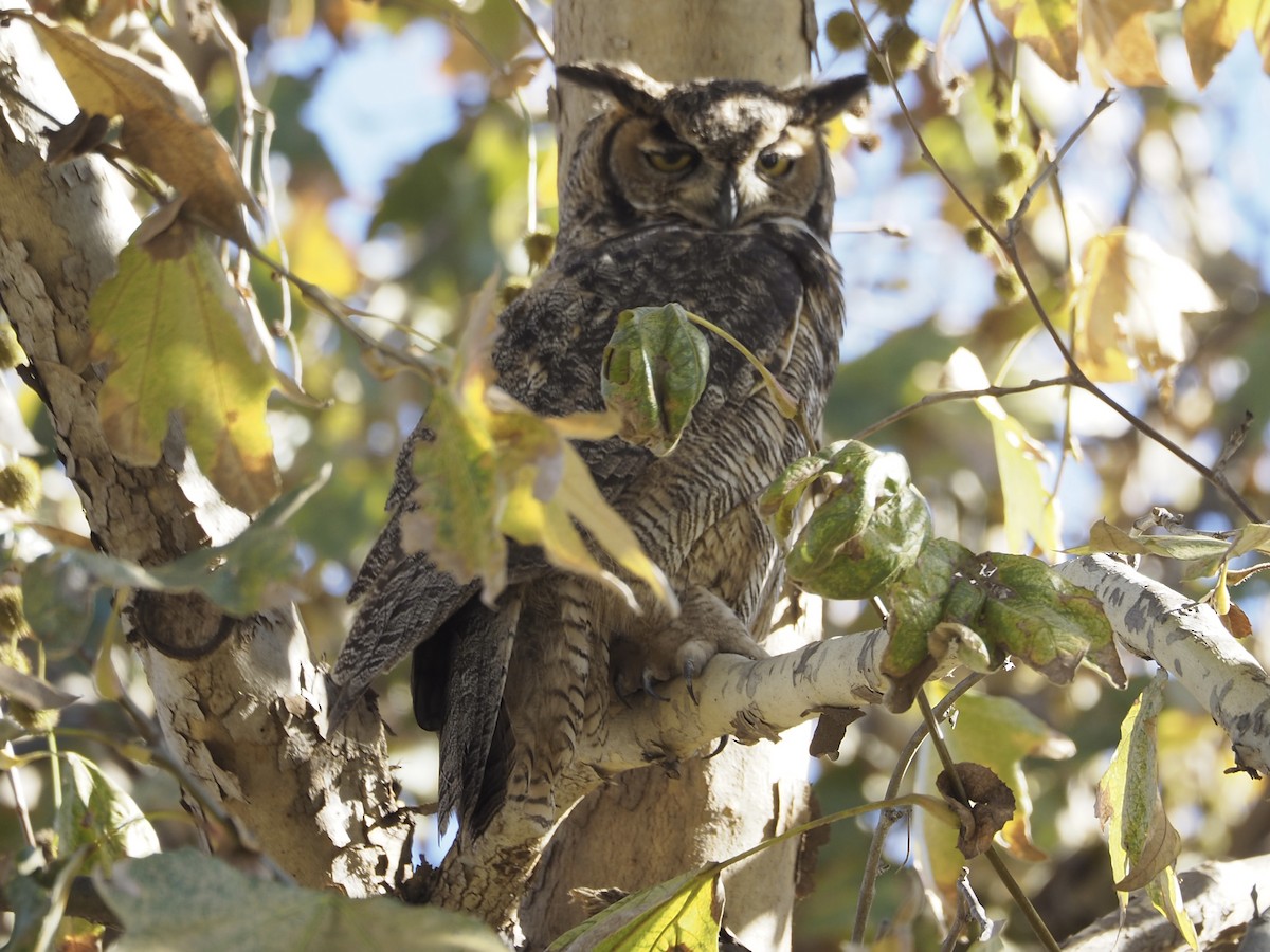 Great Horned Owl - ML647735832