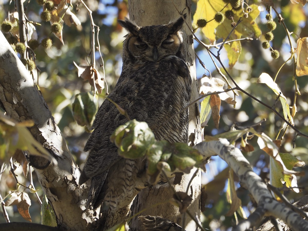 Great Horned Owl - ML647735833