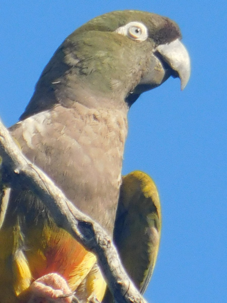 Papagai patagoniarra - ML647735835