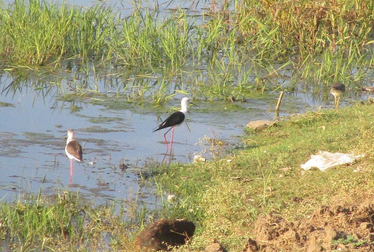 高蹺鴴 - ML647735857