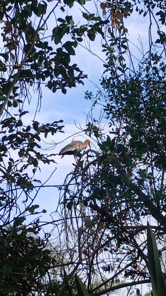 Black-faced Ibis - ML647735858