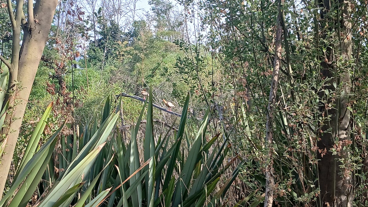 Black-faced Ibis - ML647735859