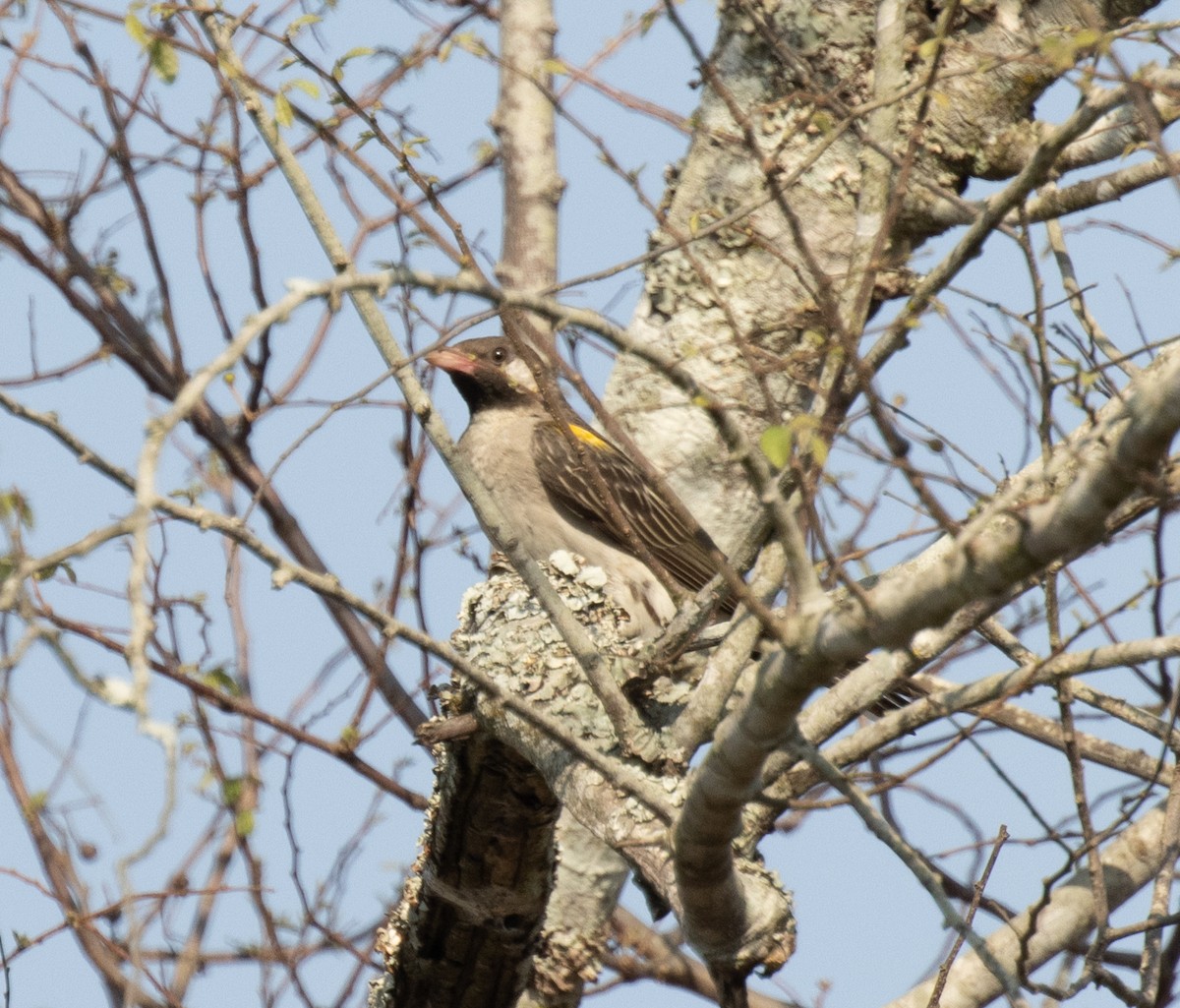 Greater Honeyguide - ML647735863