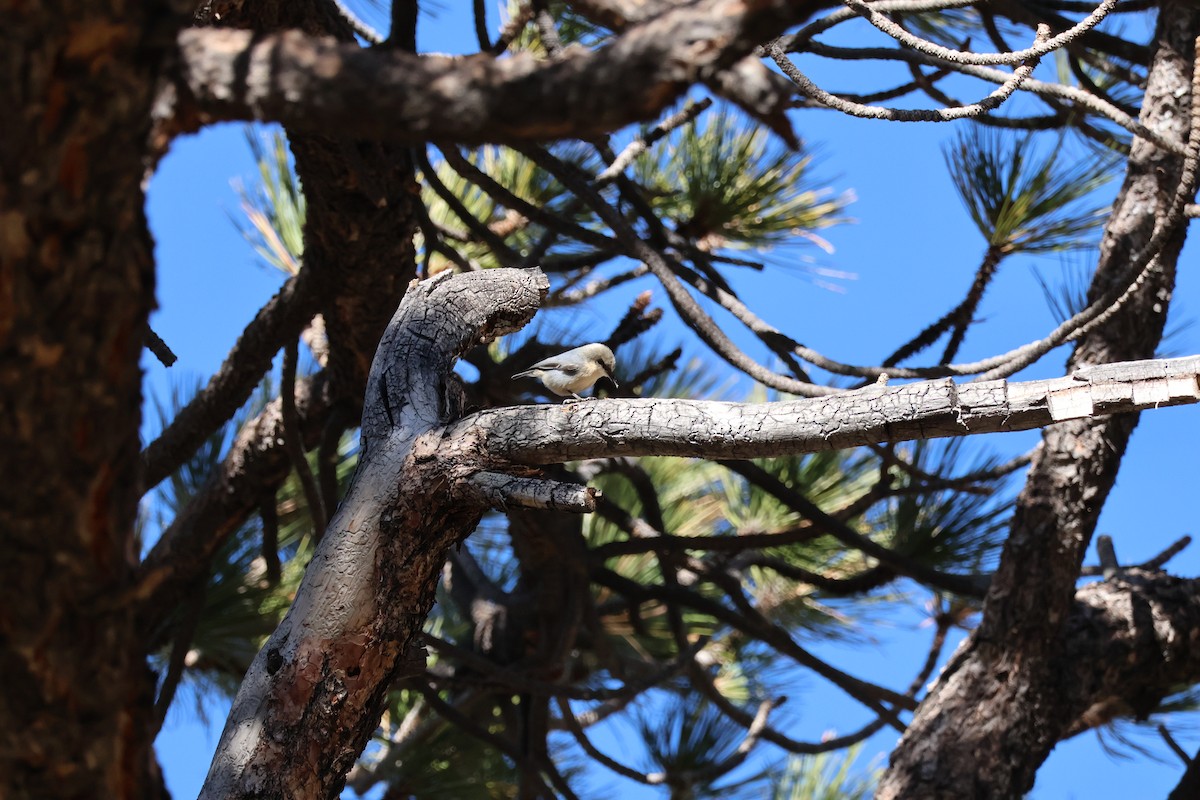 Pygmy Nuthatch - ML647735865