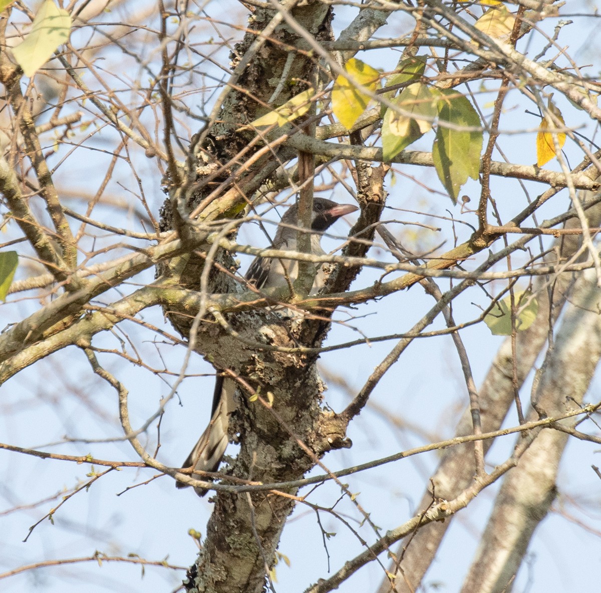 Greater Honeyguide - ML647735866